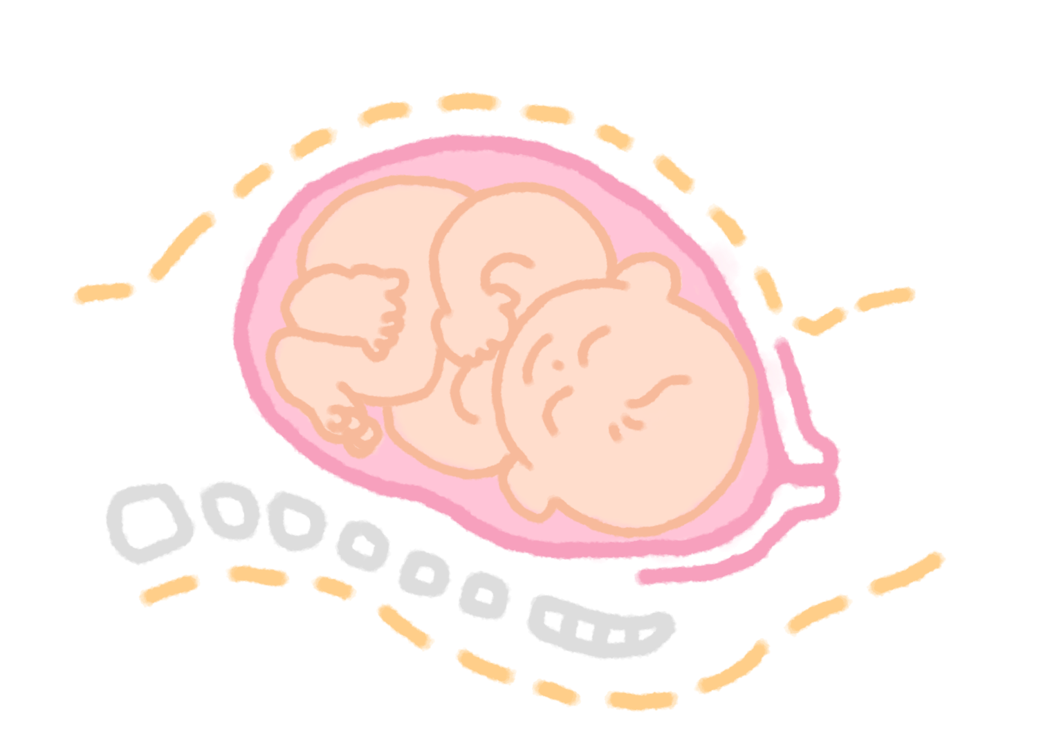 図：骨盤入り口の進入前の赤ちゃん
